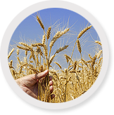 Agriculture Agriculture