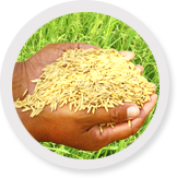 Food & Public Distribution Food & Public Distribution
