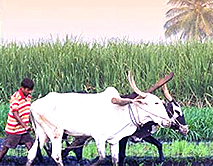 Unit of Insurance
