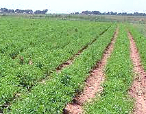 Management and Monitoring of the scheme